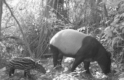 Tapir article image