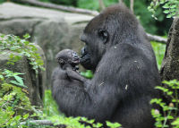 Picture-Gorillas-Steve-SW