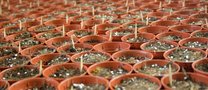 Sustainable crops