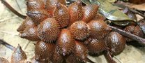 fruit