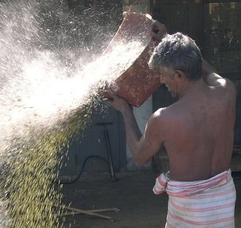Man with grain