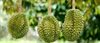 Durian industry could suffer without the endangered fruit bat