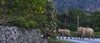 Why did the elephant cross the road?