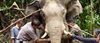 Tracking endangered elephants with satellite technology