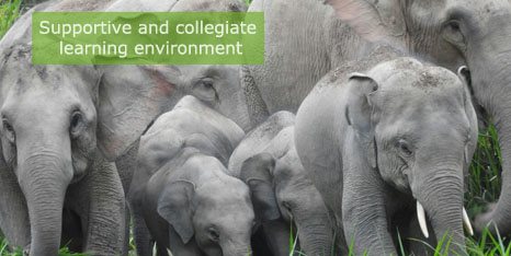 Elephants Caption