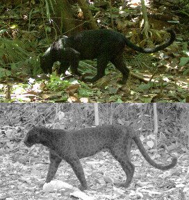 Leopard-comparisson