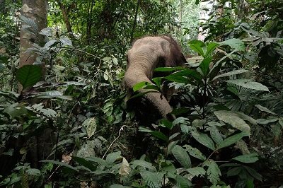 elephant thumbnail