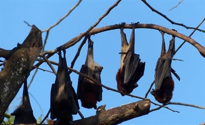 hypomelanus group article