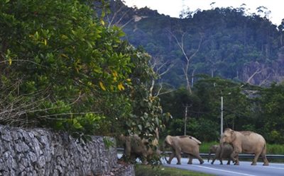elephant crosssing road thumbnail