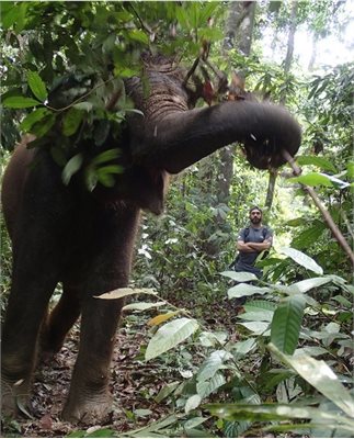 Ahimsa and elephant web
