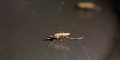 mosquito
