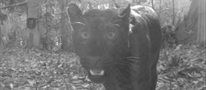 Malaysia's 'black panthers' finally reveal their leopard's spots