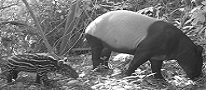 Defining conservation priorities in tropical and biodiversity rich countries