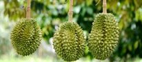 Durian industry could suffer without the endangered fruit bat