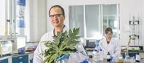 Turning papaya leaf into a cure for dengue fever