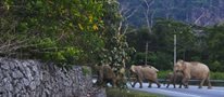Why did the elephant cross the road?