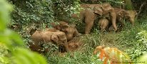 20 Important Facts About Elephants and Their Conservation
