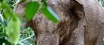 Ensuring the peaceful coexistence of humans and elephants