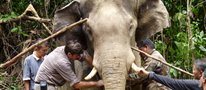 Tracking endangered elephants with satellite technology