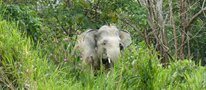 GPS, camera traps and dung expose the secret life of endangered elephants