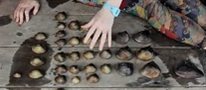 Malaysia's unique freshwater mussels in danger