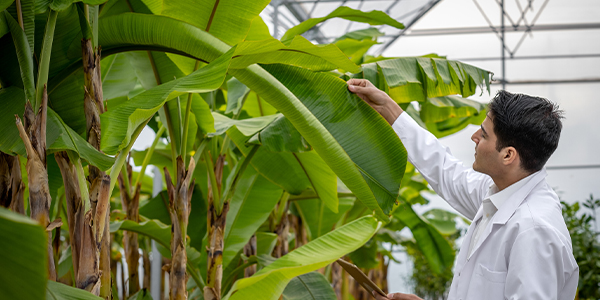 Student examining the large green leaves of what appear to be banana plants within a greenhouse or controlled agricultural environment.