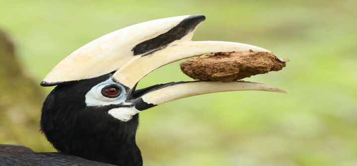 hornbill_720x335(70%)