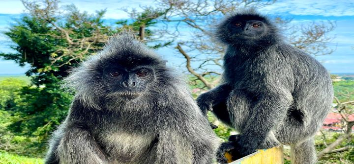 langurs_720x335(70%)