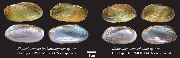 Mussel-article