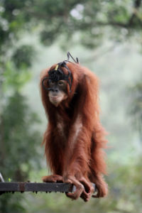 Active-Vision-Orangutan