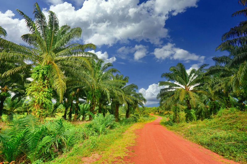 tile-reseach-impact-palm-oil-plantation