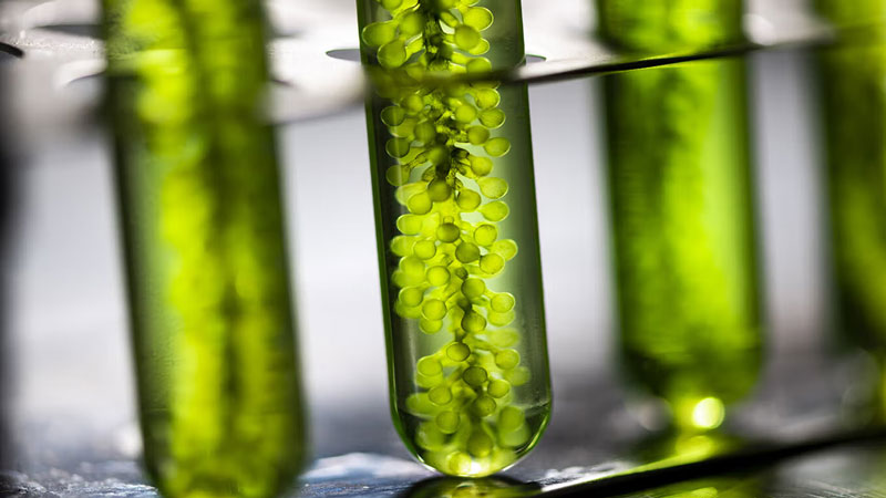 tile-research-impact-algae