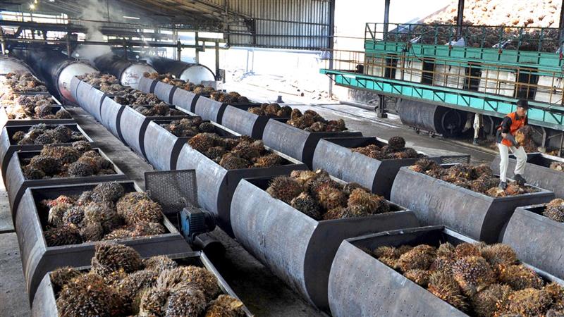 tile-research-impact-palm-oil-processing