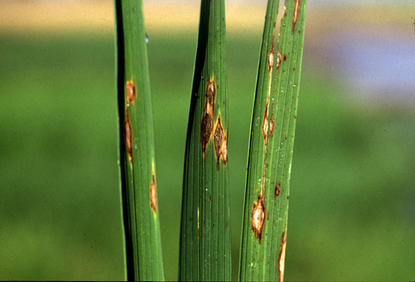 tile-research-impact-rice-plants-with-brown-spots